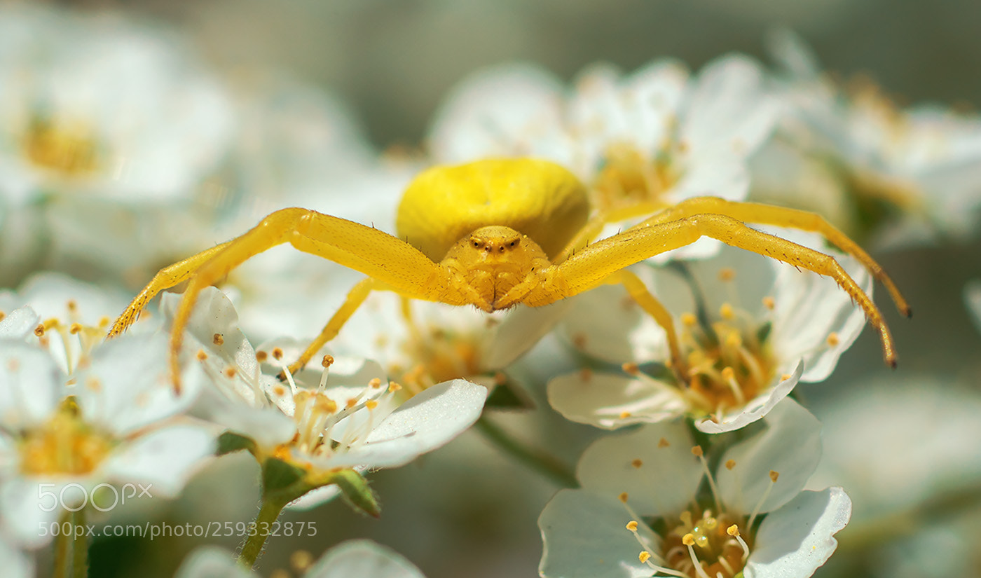 Sony a99 II sample photo. 01805_0.jpg photography