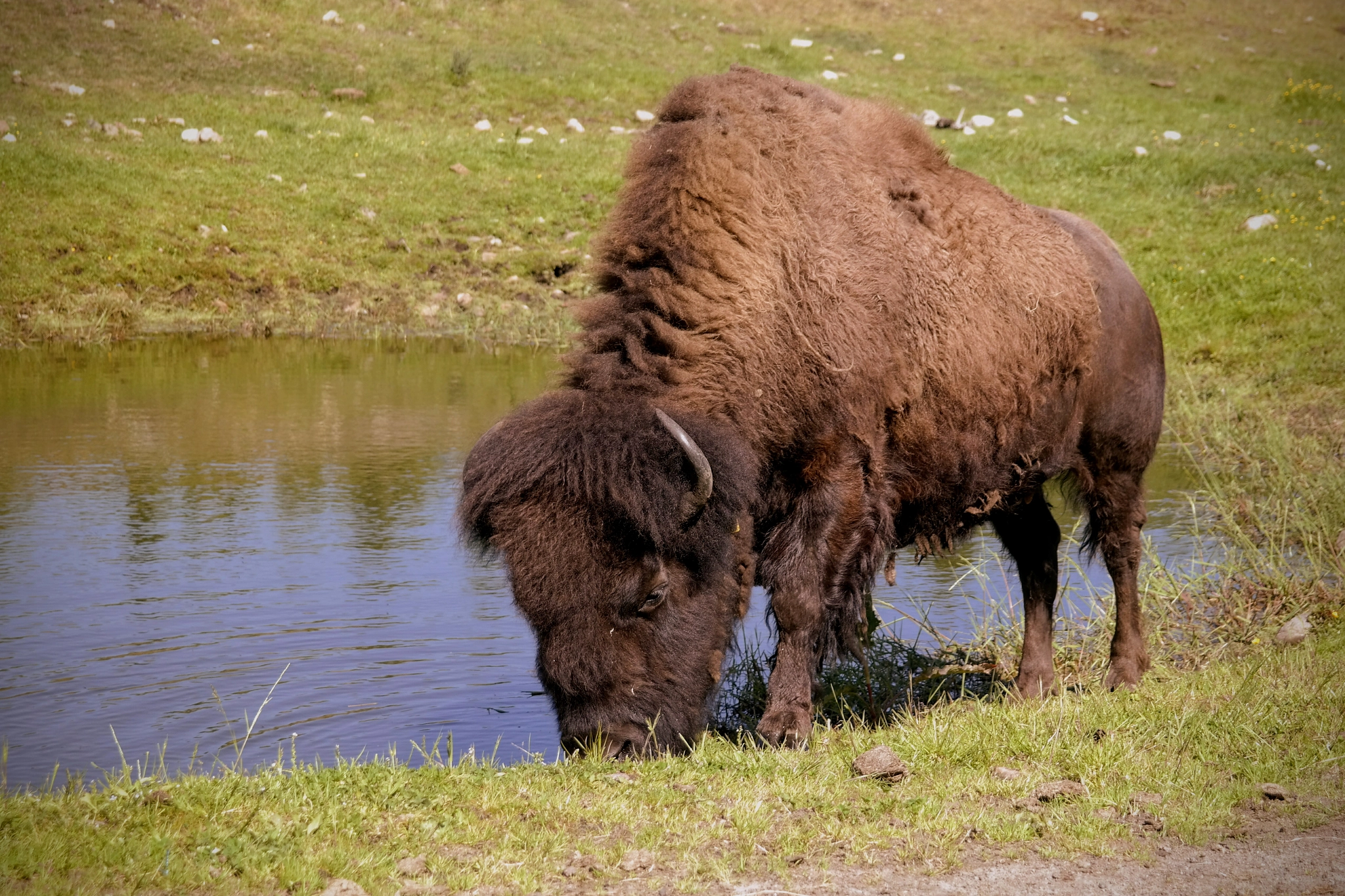 Samsung NX300M sample photo. Buffalo in sweden photography
