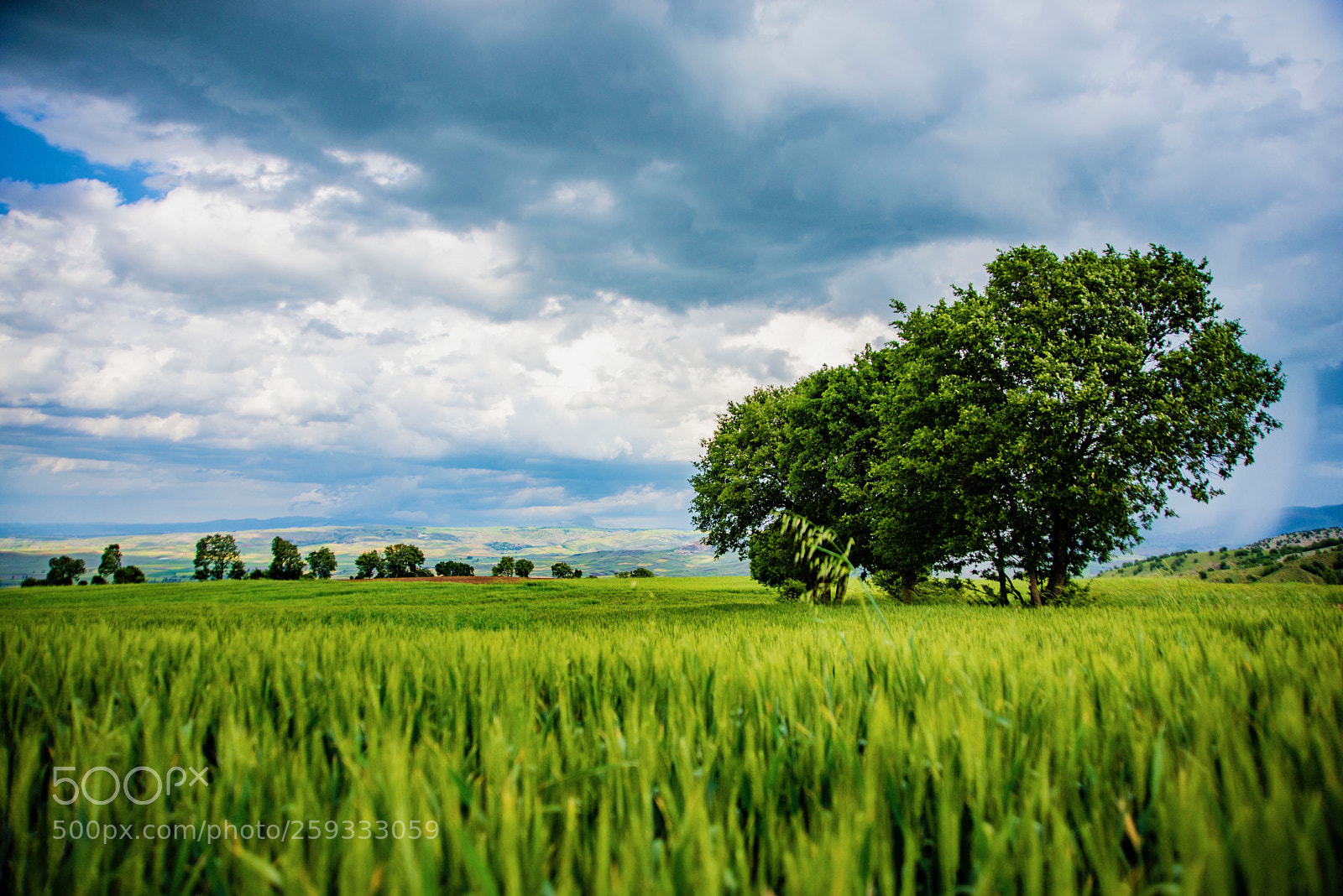 Nikon D610 sample photo. Untitled photography