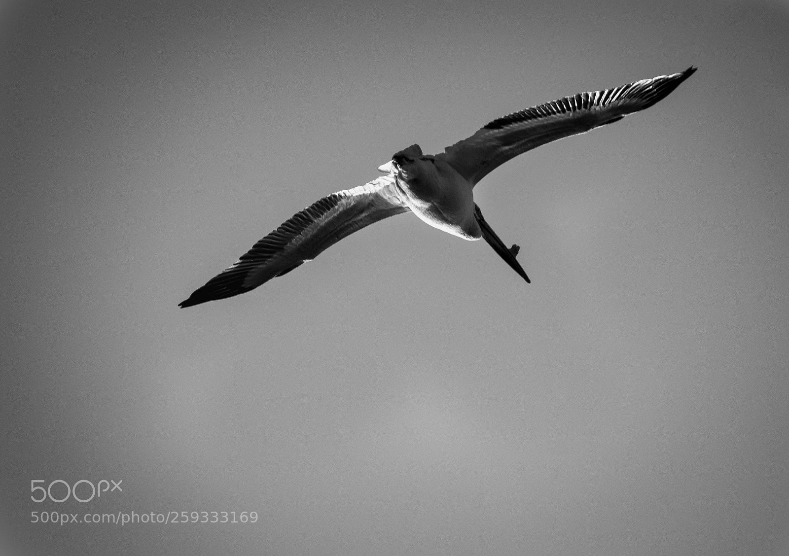 Nikon D3400 sample photo. Soaring through the grey photography