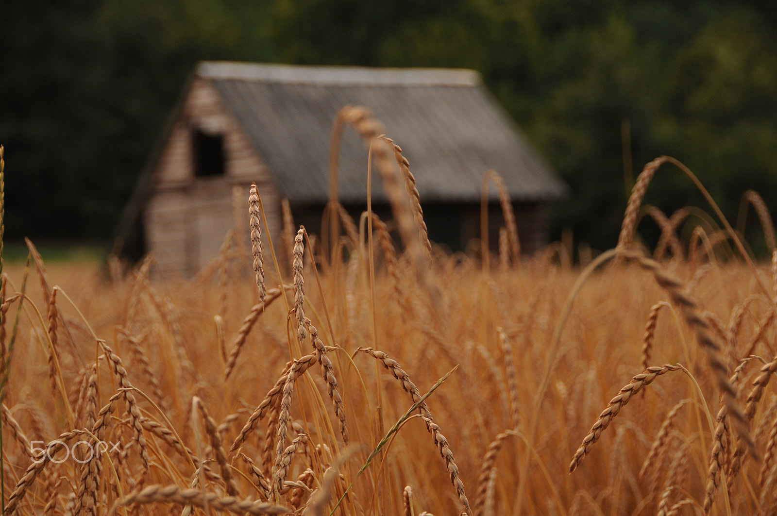 Nikon D300S sample photo. Ears of wheat photography