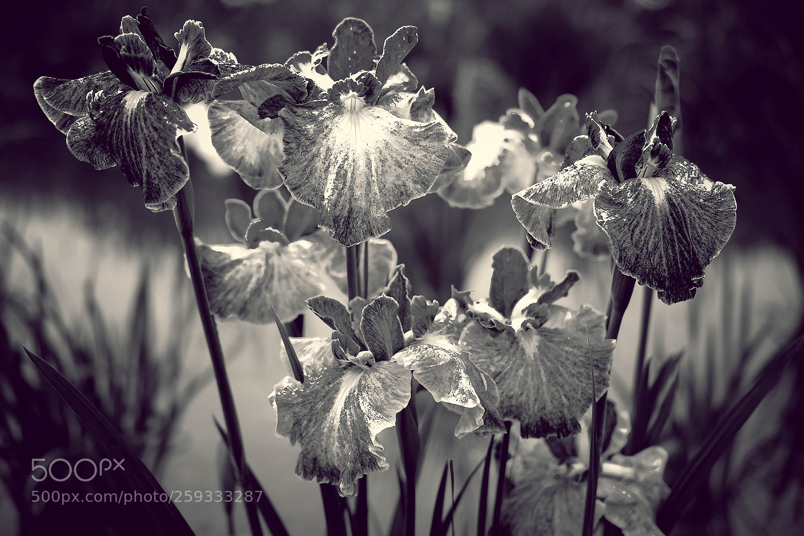 Fujifilm X-T2 sample photo. Eros of flower photography