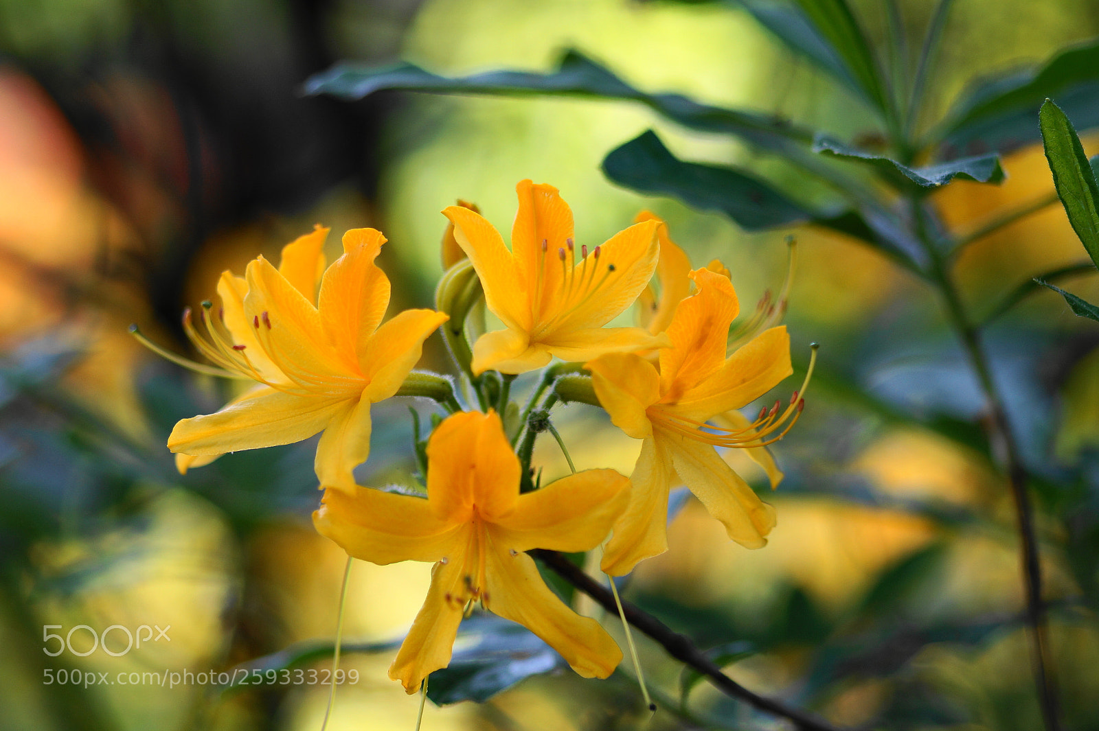 Sony SLT-A58 sample photo. Gelber rhododendron photography
