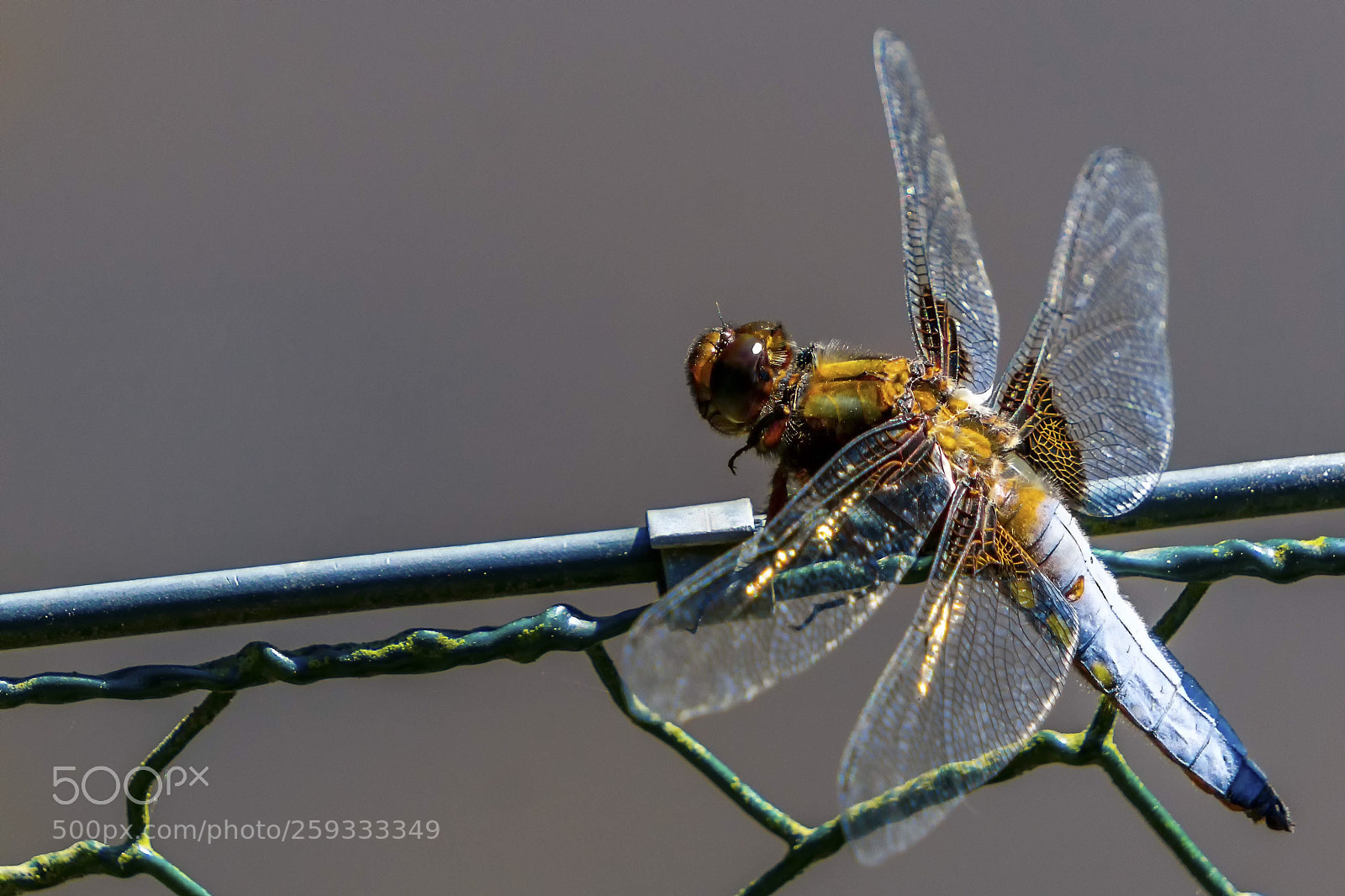 Sony a6000 sample photo. Dragonfly  photography