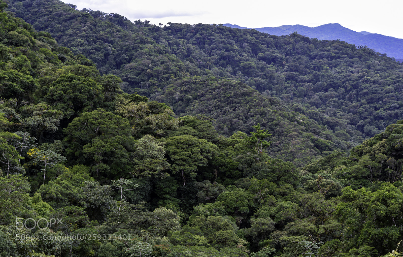Nikon D7100 sample photo. Atlantic forest photography