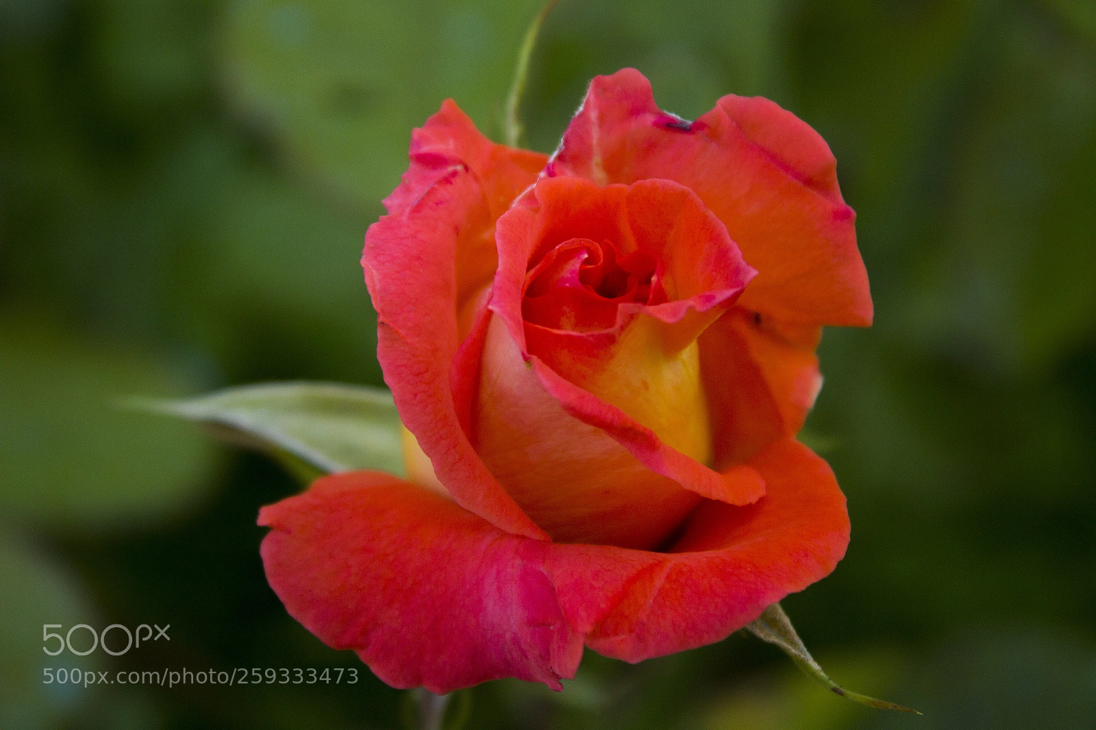 Canon EOS 1200D (EOS Rebel T5 / EOS Kiss X70 / EOS Hi) sample photo. Multicolors rose photography