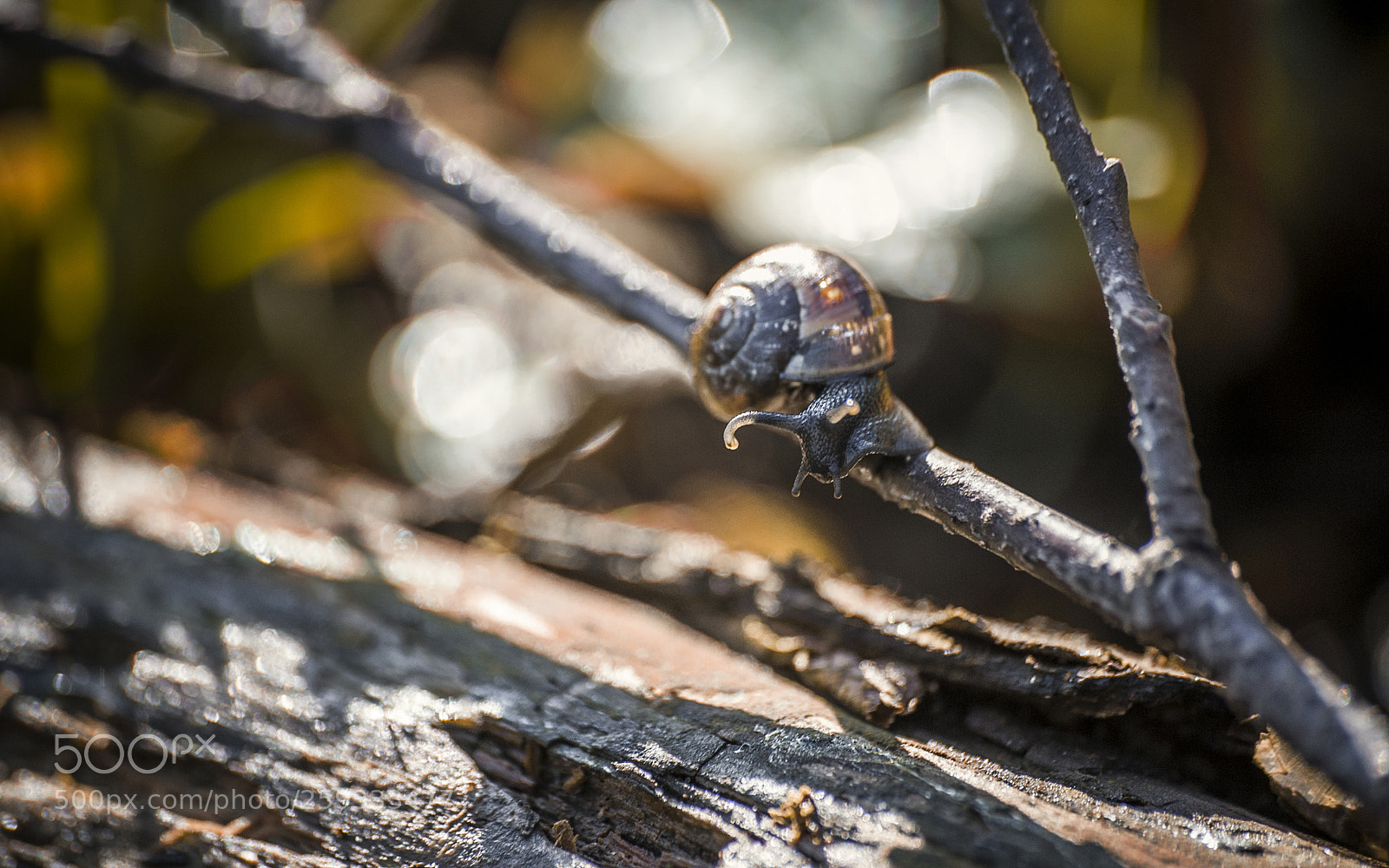 Nikon D700 sample photo. "" photography