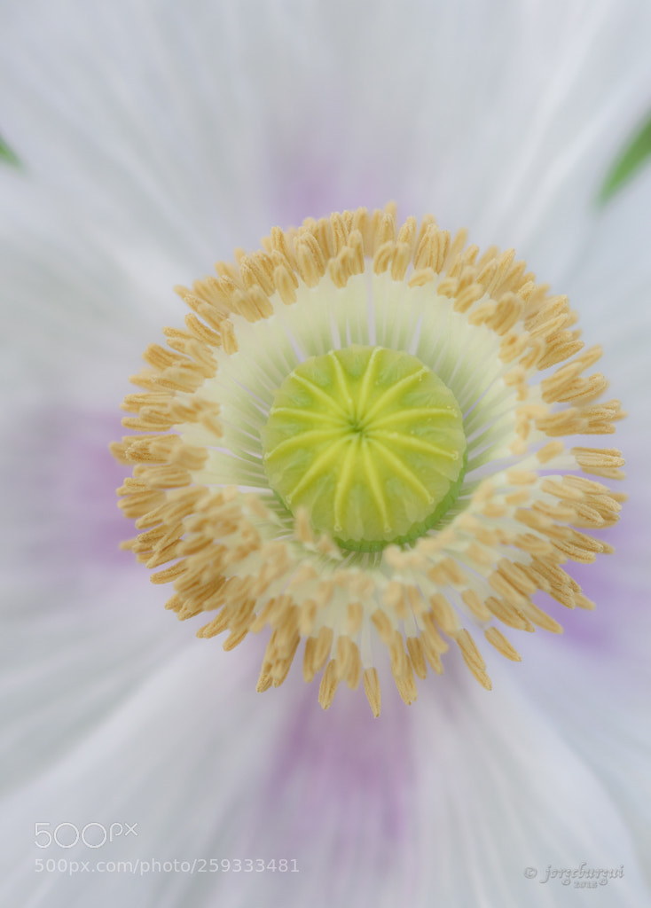 Nikon D750 sample photo. Cenital photography