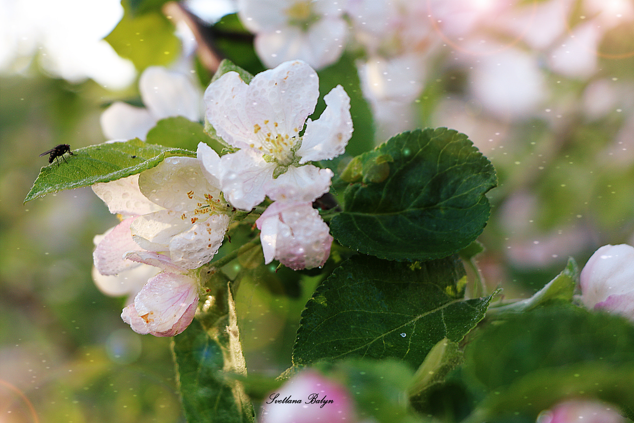 Canon EOS 750D (EOS Rebel T6i / EOS Kiss X8i) sample photo. яблонька photography