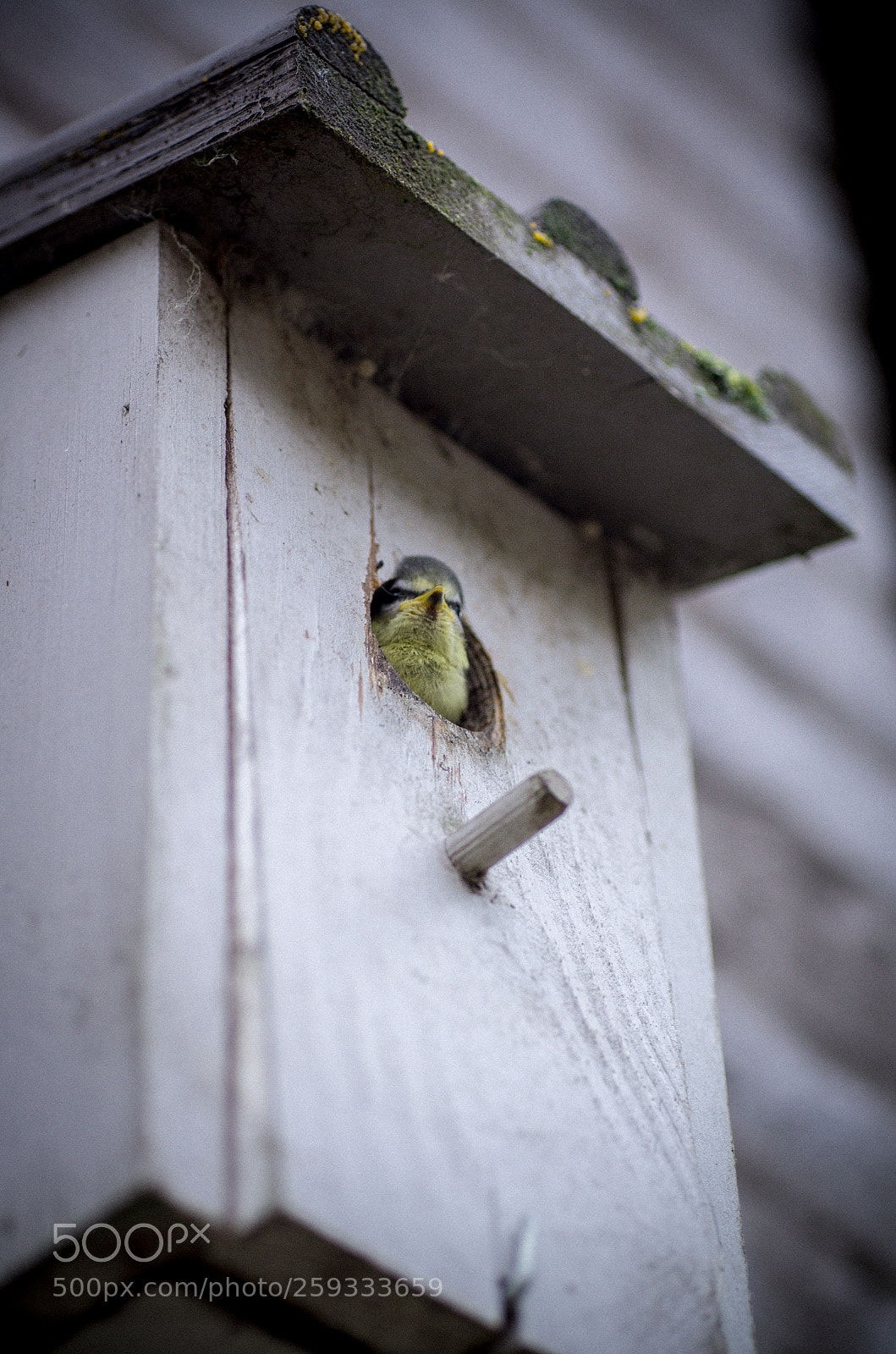 Pentax K-5 sample photo. Birds coming out photography