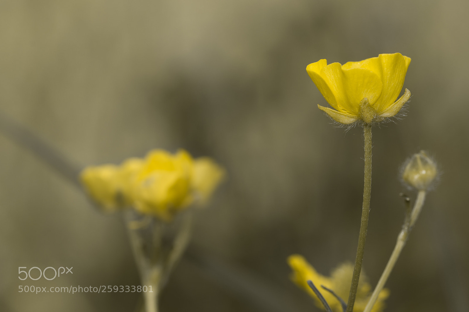 Nikon D7100 sample photo. Multiflowered buttercup photography