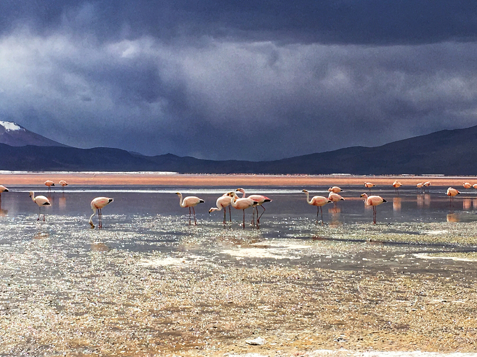 Apple iPhone 6s sample photo. Pink flamingos  photography