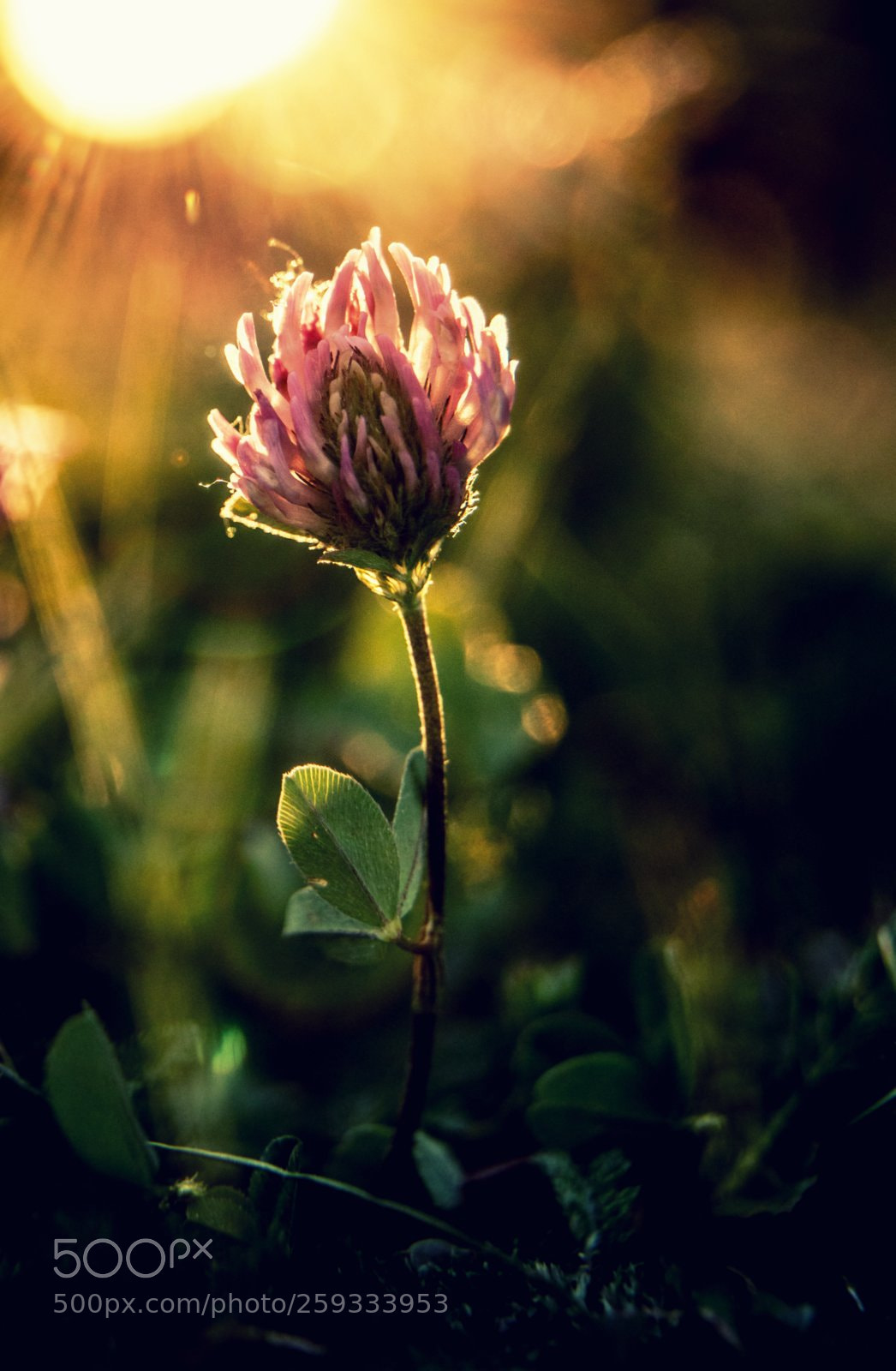 Canon EOS 6D Mark II sample photo. Clover in the sun photography