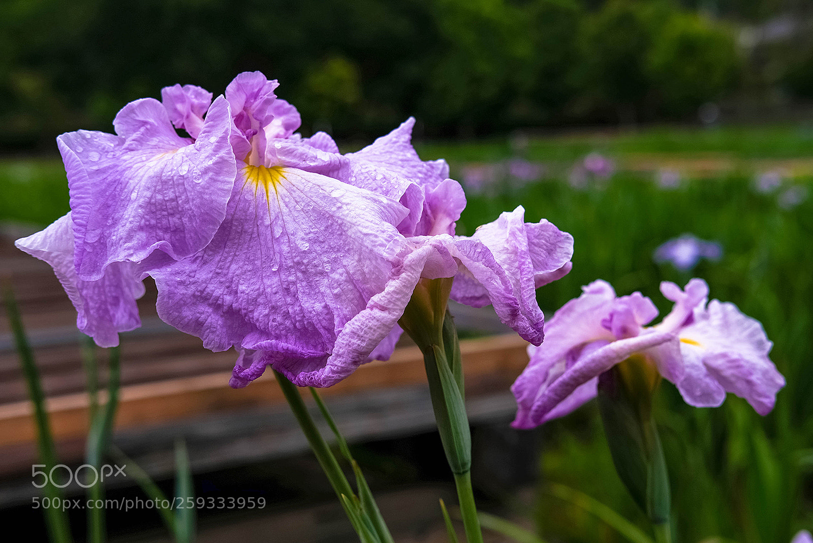 Fujifilm X-T2 sample photo. Eros of flower photography