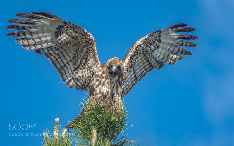 Nikon D7200 sample photo. Red tailed hawk wings photography