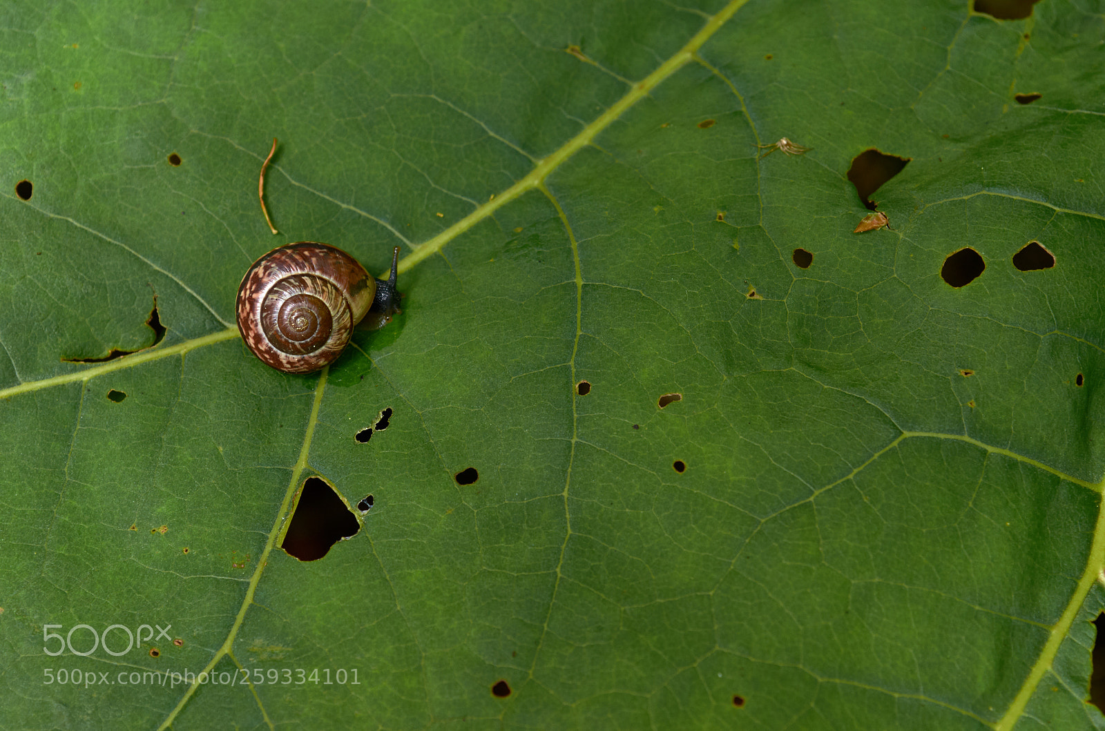 Nikon D5100 sample photo. Along the leaf trail photography