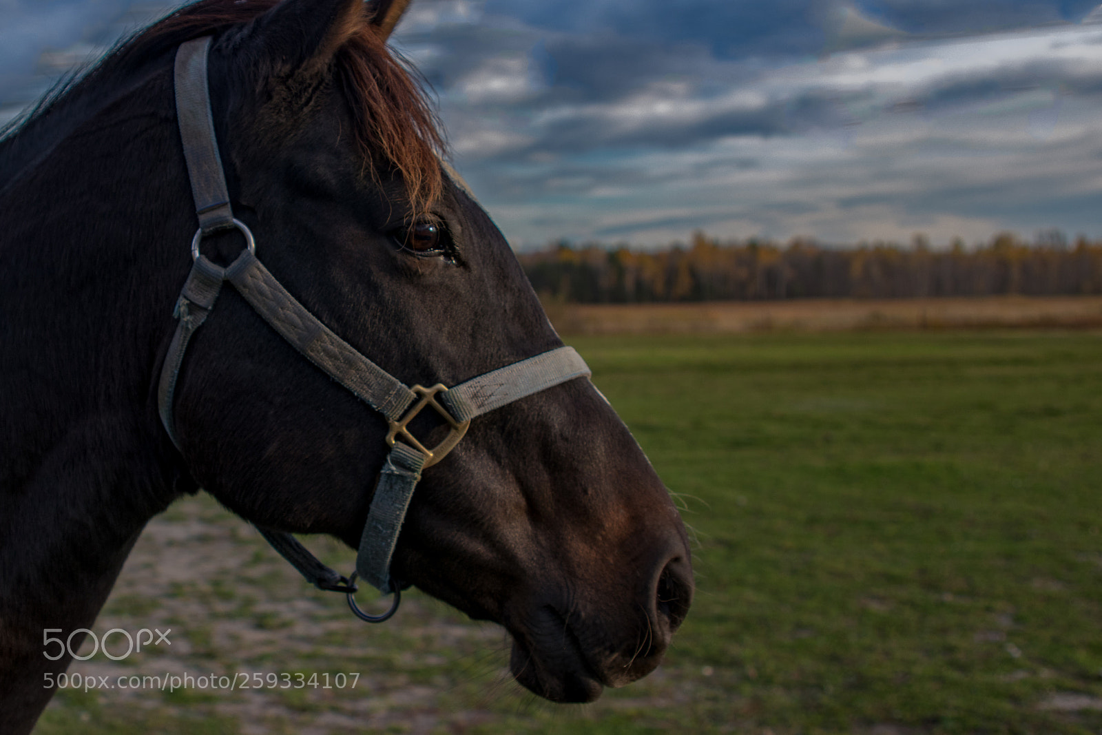 Canon EOS 80D sample photo. Horse head photography