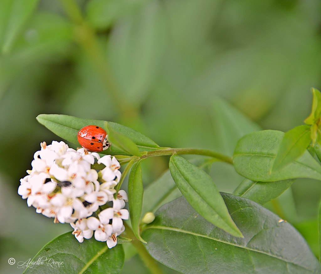 Nikon D5100 sample photo. Marienkäfer photography