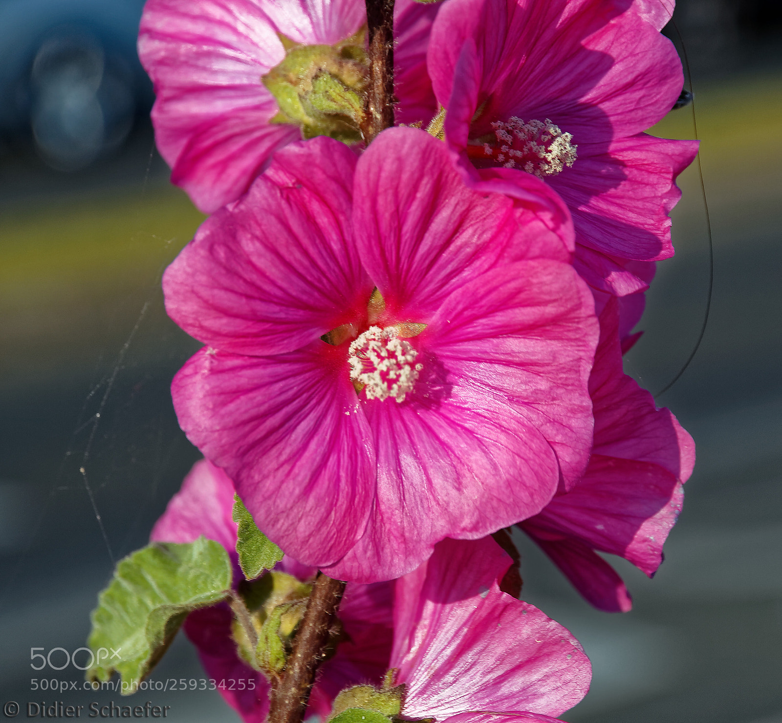 Canon EOS 50D sample photo. Hollyhock photography