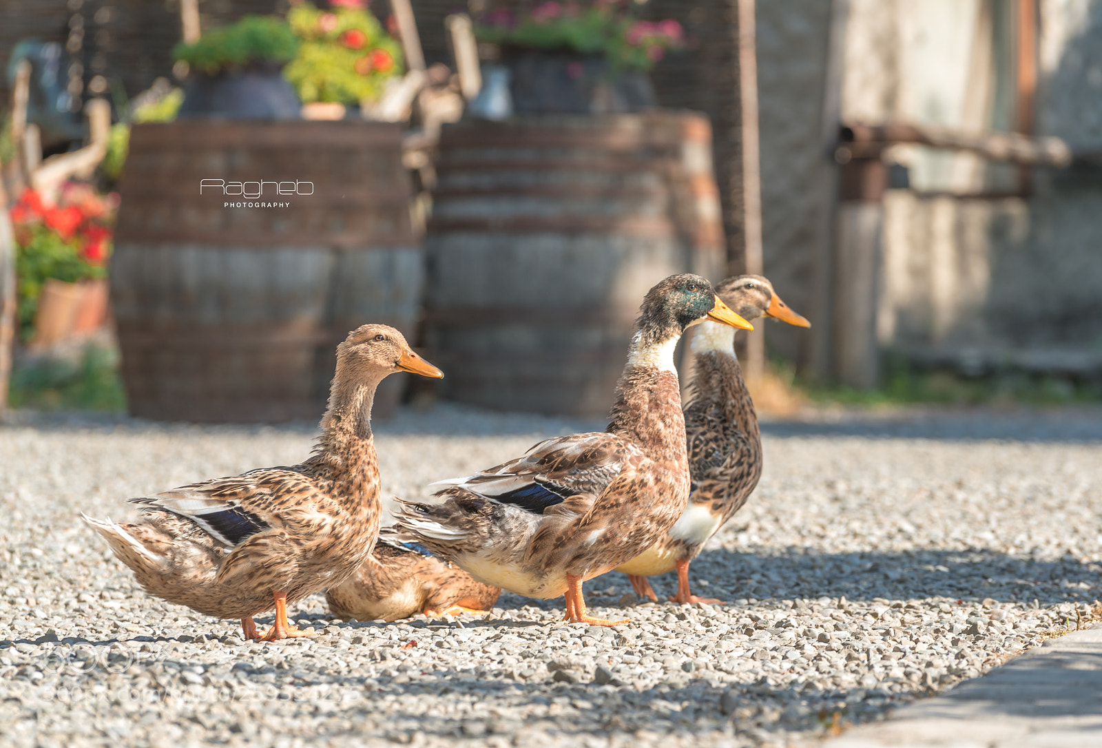 Sony a7R II sample photo. Travel photography