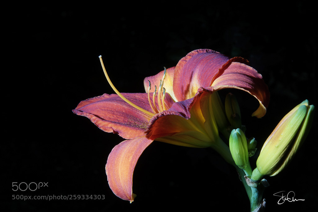 Sony ILCA-77M2 sample photo. Lily photography