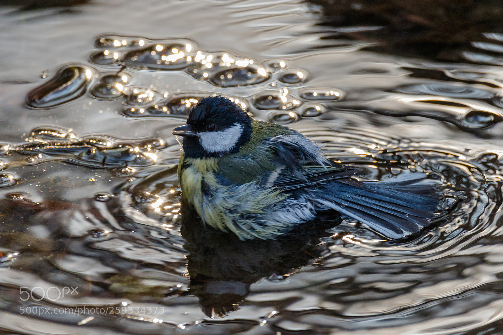 Canon EOS 7D Mark II sample photo. Bath day (iv) photography