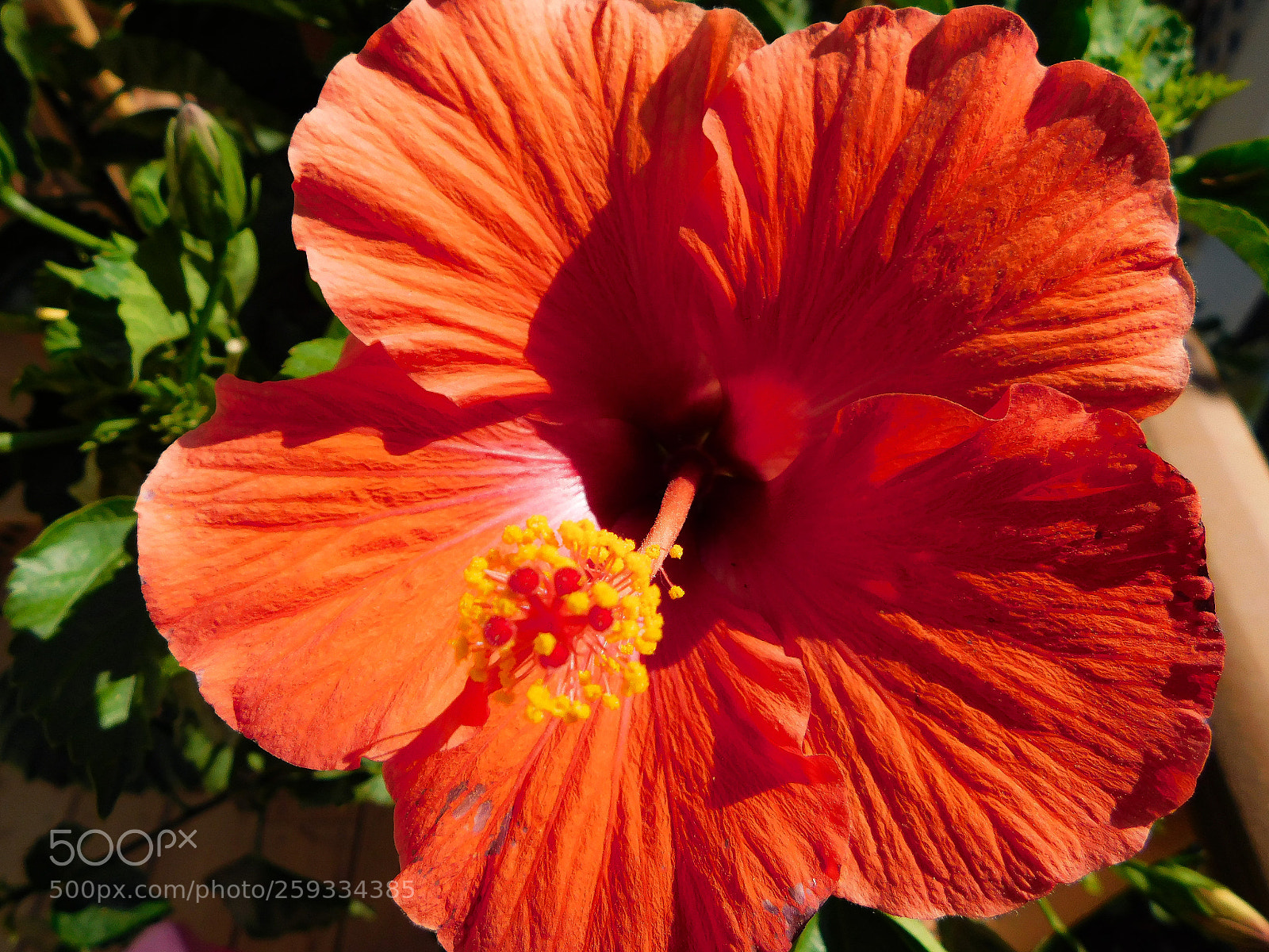 Nikon Coolpix B500 sample photo. Hibiscus flower photography