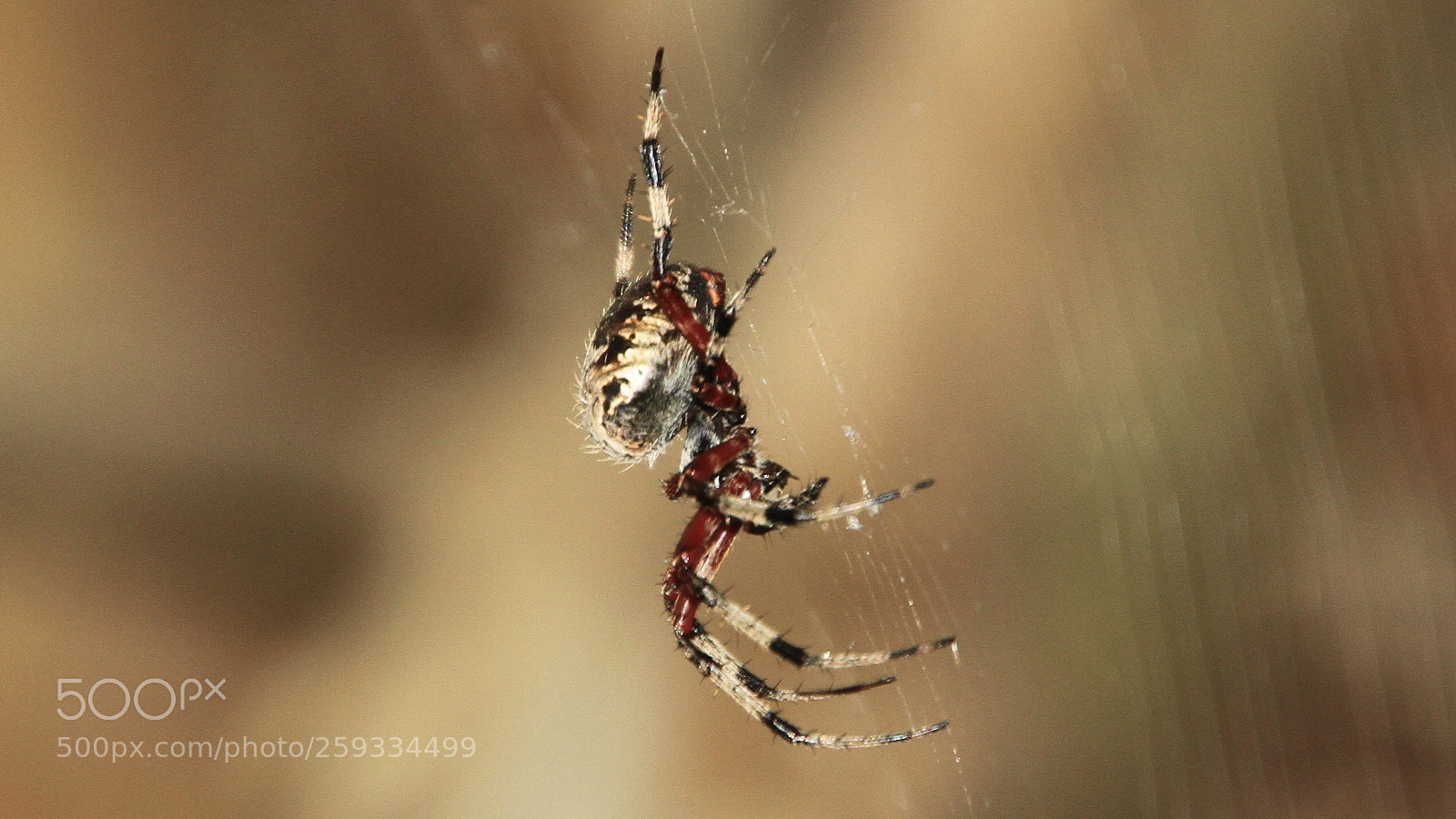 Canon EOS 7D sample photo. Beautiful spider  photography