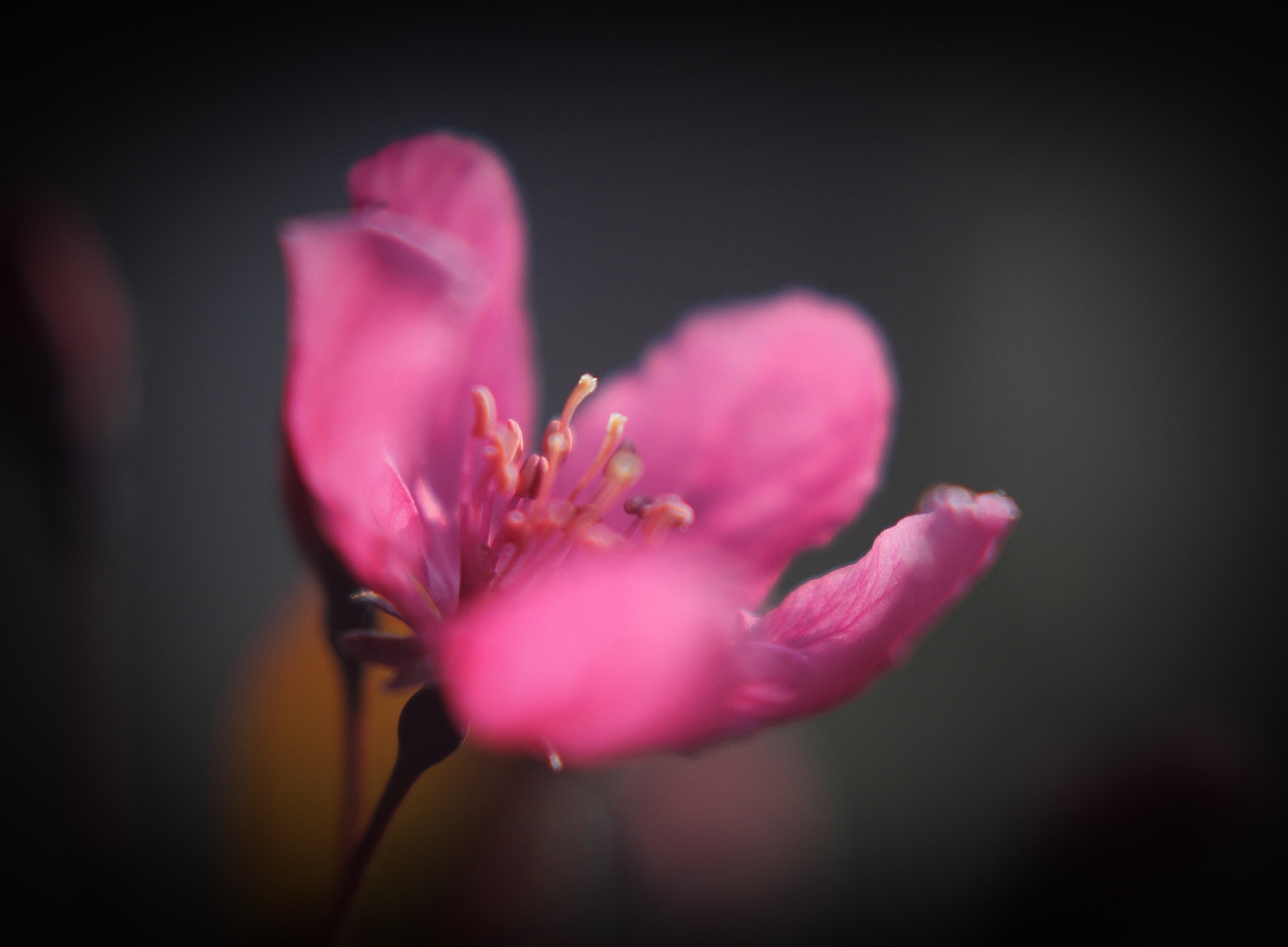 Canon EOS 1100D (EOS Rebel T3 / EOS Kiss X50) sample photo. Pink flower photography