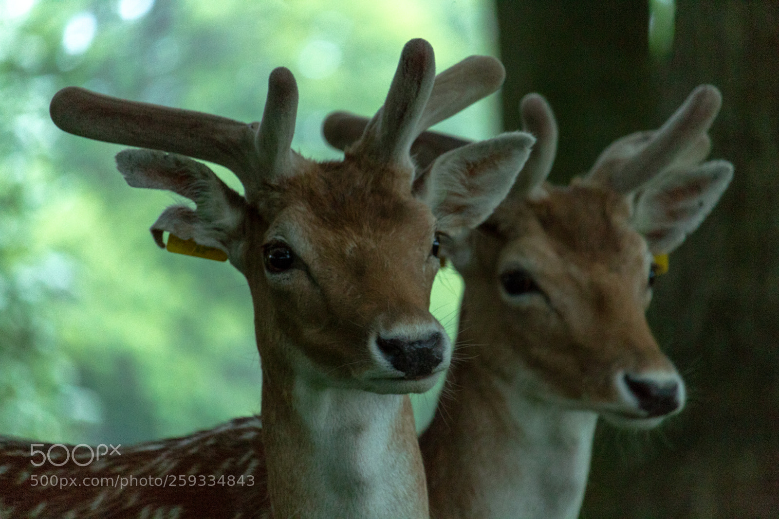 Canon EOS 1300D (EOS Rebel T6 / EOS Kiss X80) sample photo. Dem deer doe photography