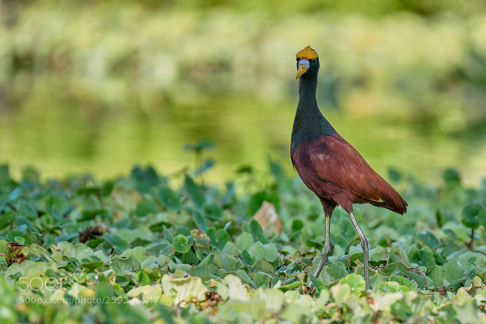 Fujifilm X-T2 sample photo. Northern jacana photography