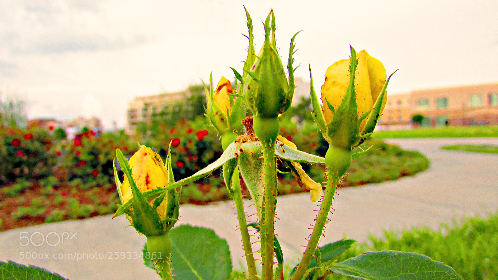 Canon PowerShot SX400 IS sample photo. Every rose bud has photography