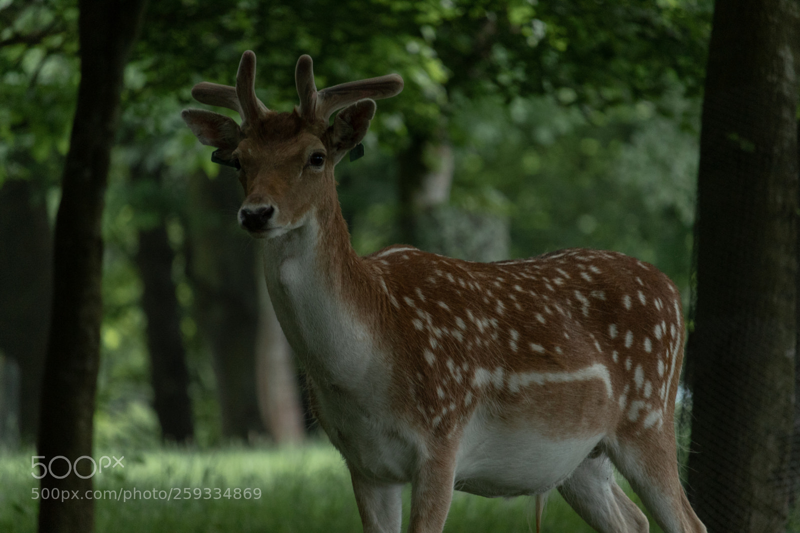 Canon EOS 1300D (EOS Rebel T6 / EOS Kiss X80) sample photo. Dem deer doe photography