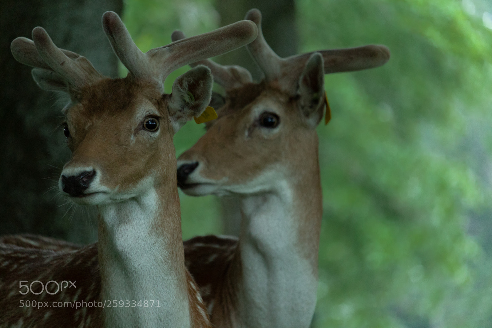 Canon EOS 1300D (EOS Rebel T6 / EOS Kiss X80) sample photo. Dem deer doe photography