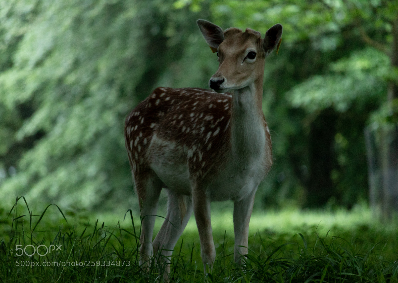 Canon EOS 1300D (EOS Rebel T6 / EOS Kiss X80) sample photo. Dem deer doe photography