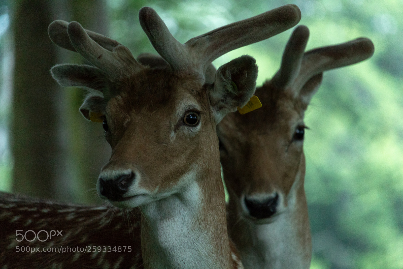 Canon EOS 1300D (EOS Rebel T6 / EOS Kiss X80) sample photo. Dem deer doe photography