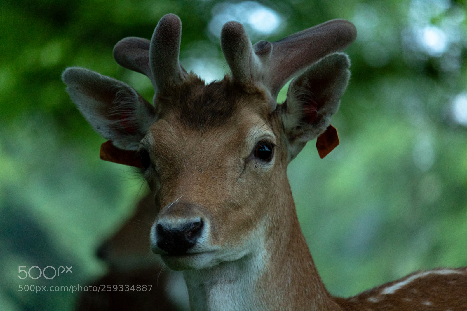 Canon EOS 1300D (EOS Rebel T6 / EOS Kiss X80) sample photo. Dem deer doe photography