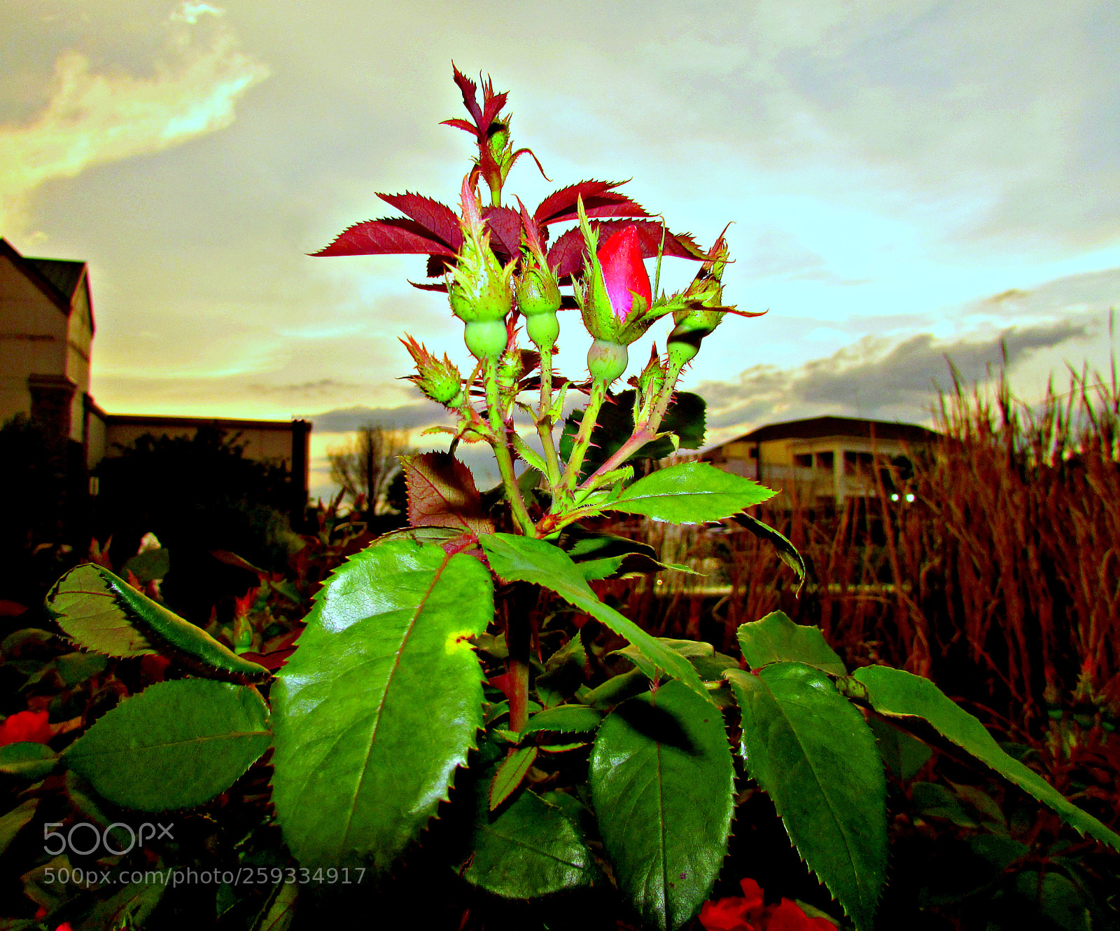 Canon PowerShot SX400 IS sample photo. Red spies at night photography