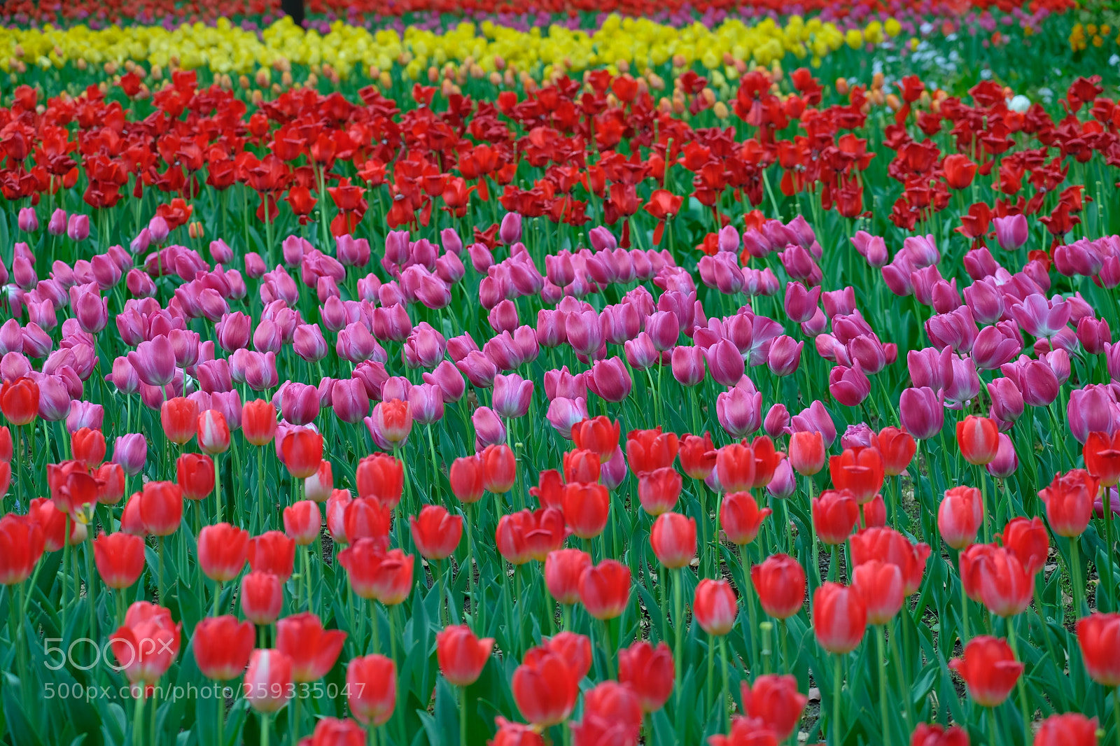 Fujifilm X-T2 sample photo. Sort of reds photography