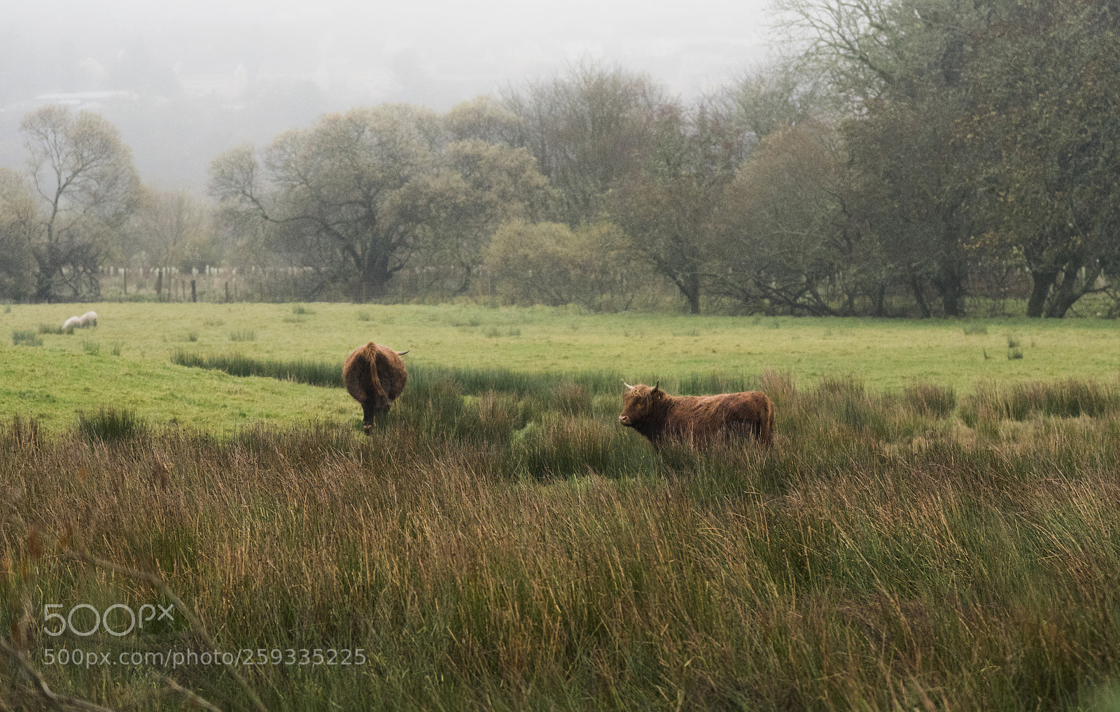 Nikon D750 sample photo. Highland cows photography