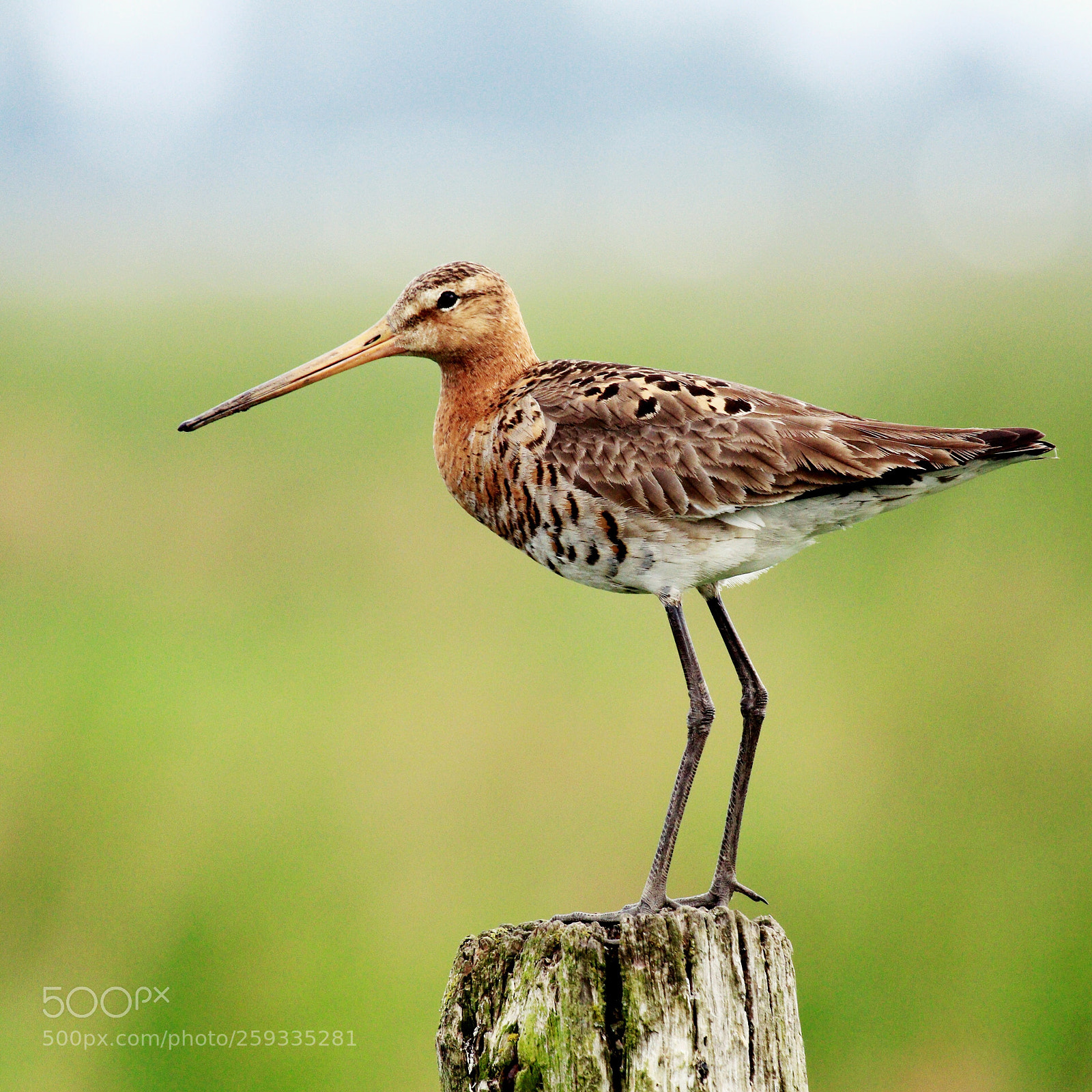 Canon EOS 80D sample photo. Godwit in green photography