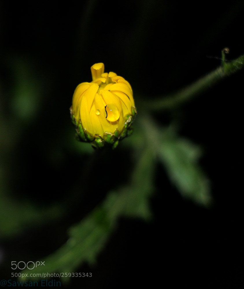 Canon EOS 70D sample photo. Untitled photography