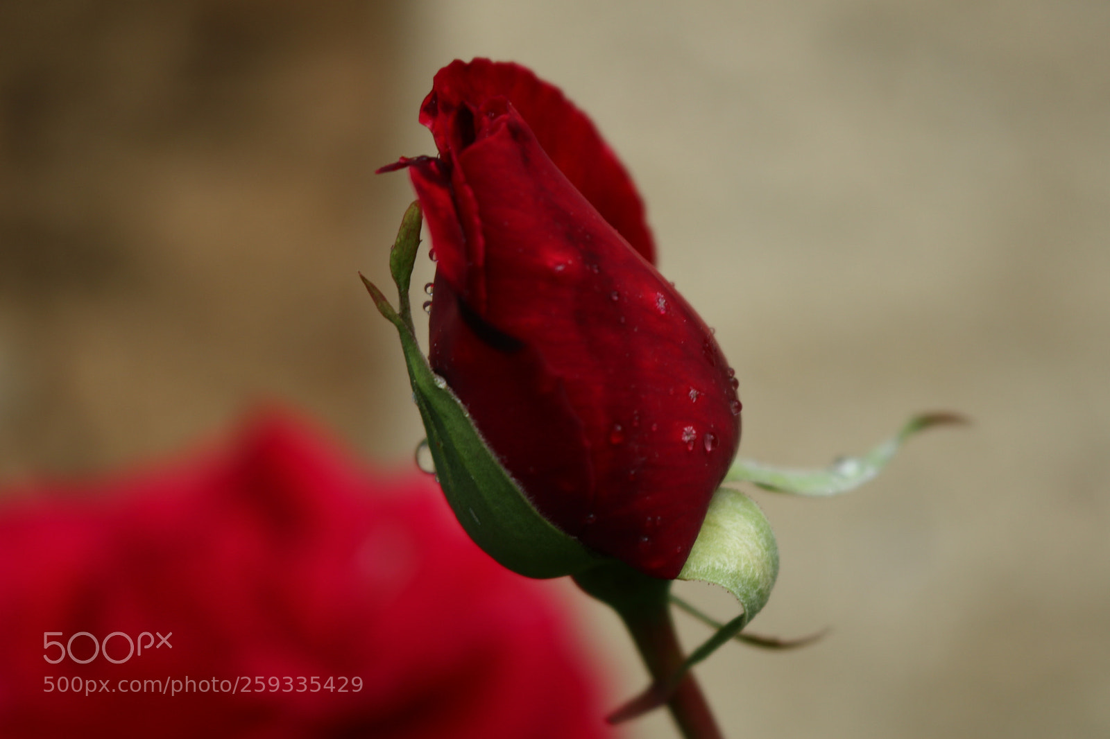 Canon EOS 750D (EOS Rebel T6i / EOS Kiss X8i) sample photo. Untitled photography