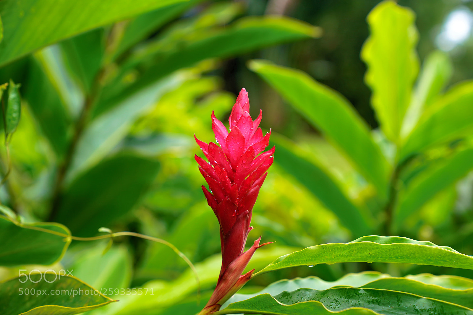 Sony a9 sample photo. Eternal flame photography