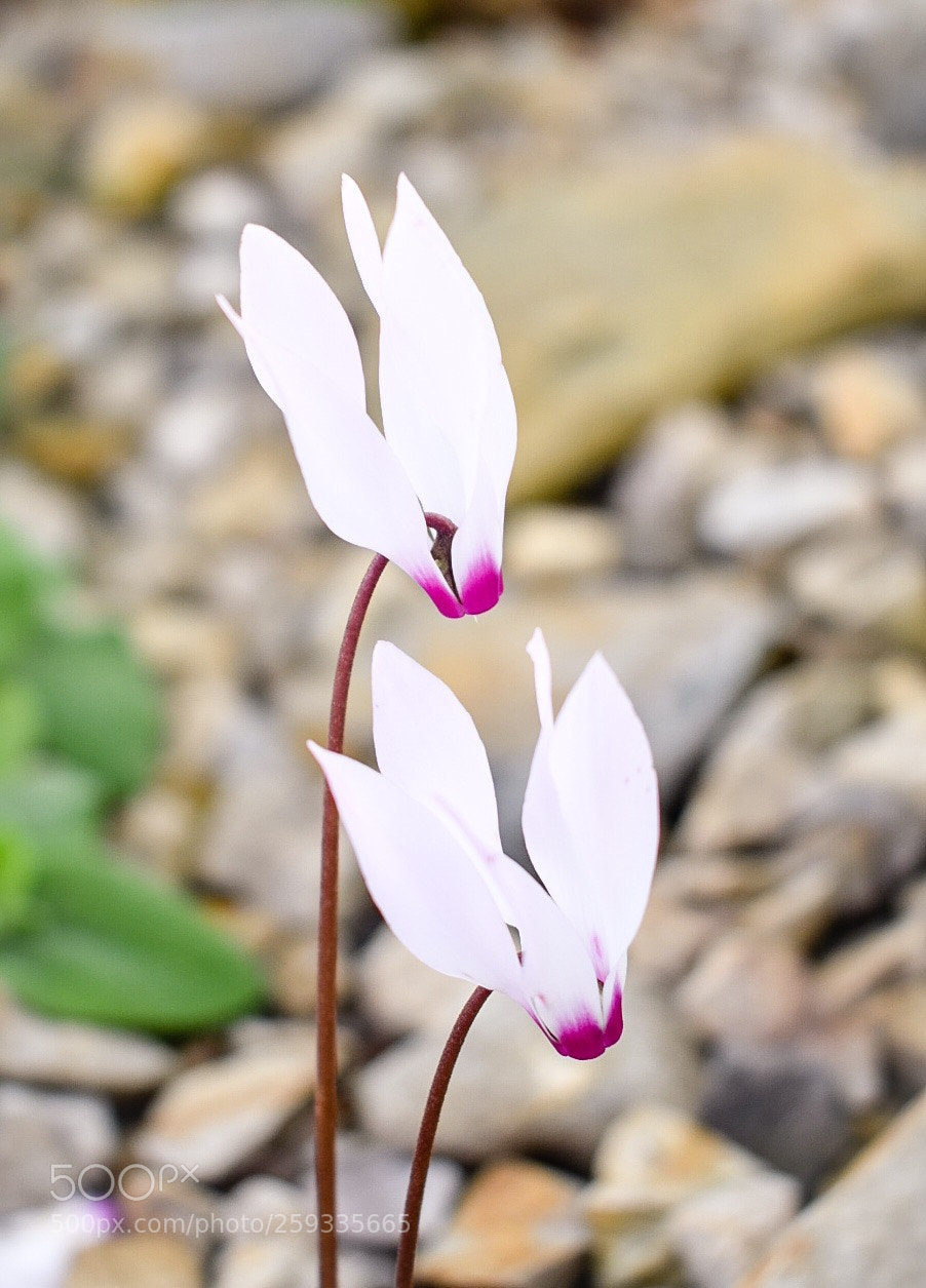 Nikon D3400 sample photo. Spring photography