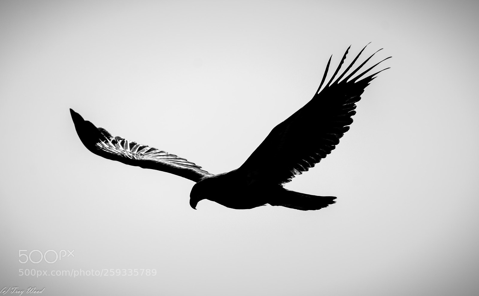 Nikon D7100 sample photo. Bald eagle eclipsing in photography