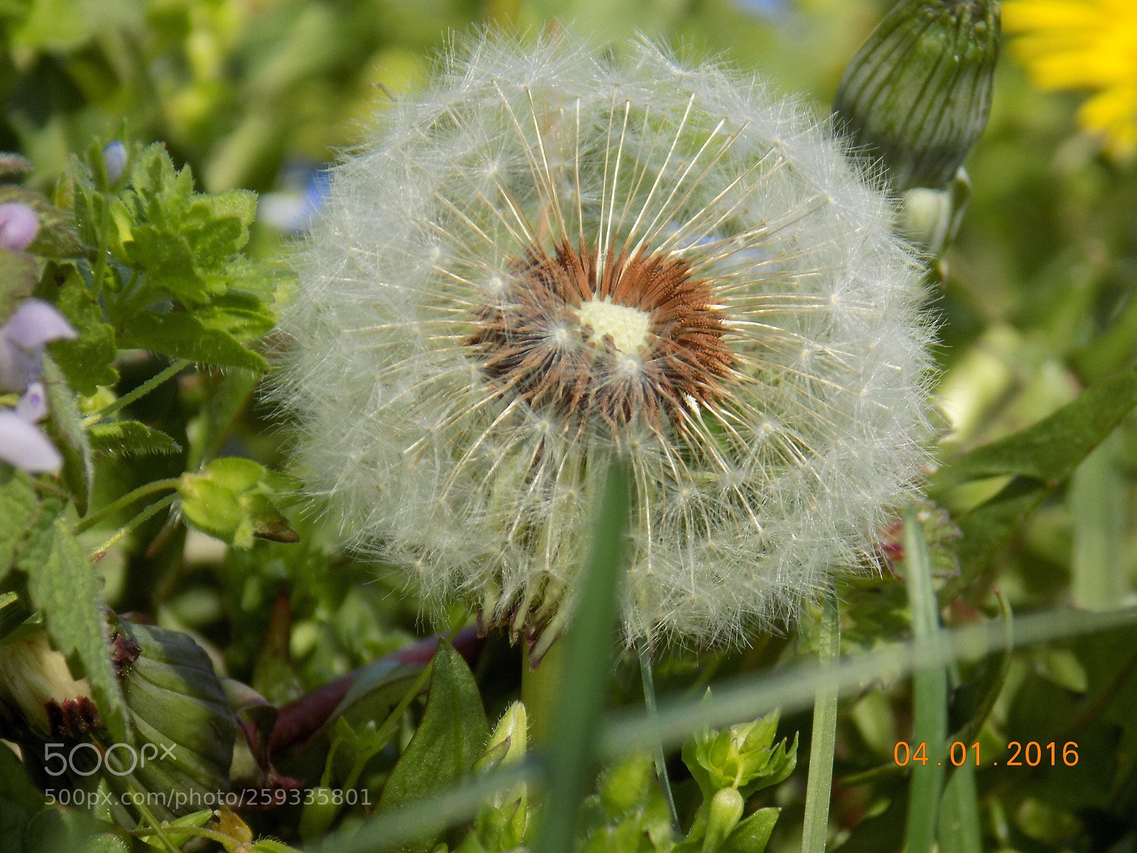 Nikon COOLPIX L340 sample photo. White flower photography