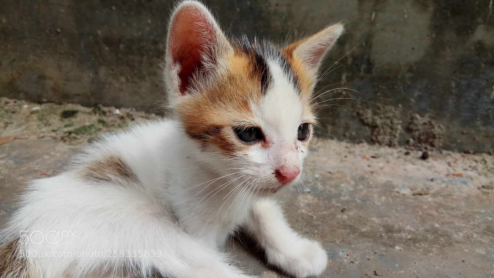 Xiaomi Redmi Note 4 sample photo. Untitled photography
