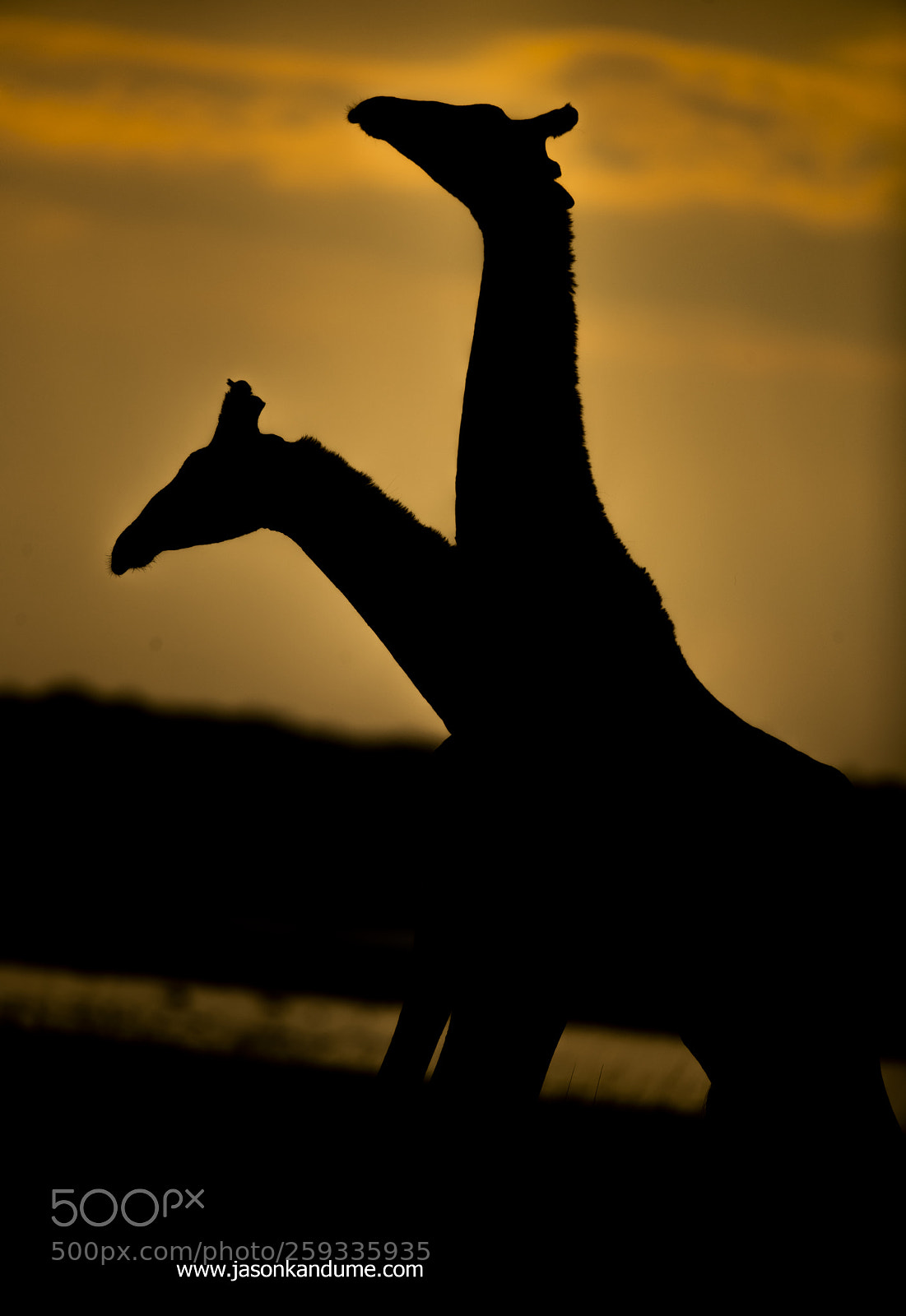 Canon EOS-1D X Mark II sample photo. Giraffe photography