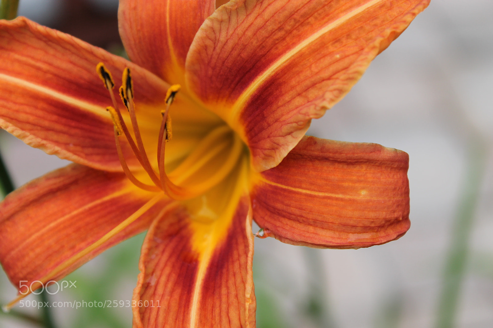 Canon EOS 1100D (EOS Rebel T3 / EOS Kiss X50) sample photo. Orange flower close-up photography